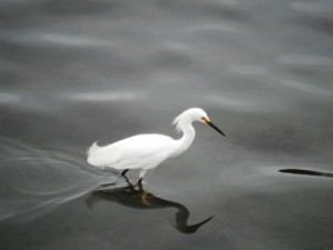 Lake Merritt Wildlife