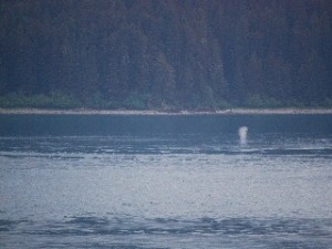 That's a whale spout on the right