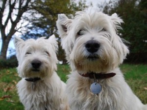 Westies supervising the visitors