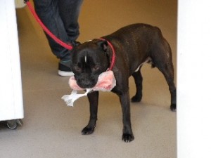 A dog and his bone