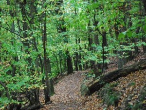 The beautiful path through the woods