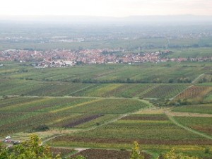 A quilt of vineyards