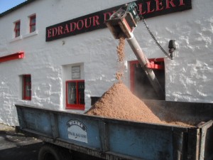 Spent grain is fed to the cattle - happy cows!