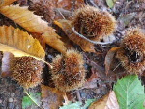 Chestnuts... or Tribbles?